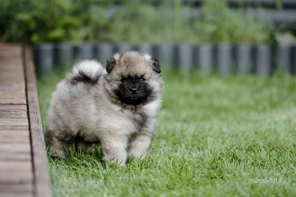 Volfšpicai (keeshond) gimė 08-03 - nuotraukos Nr. 16