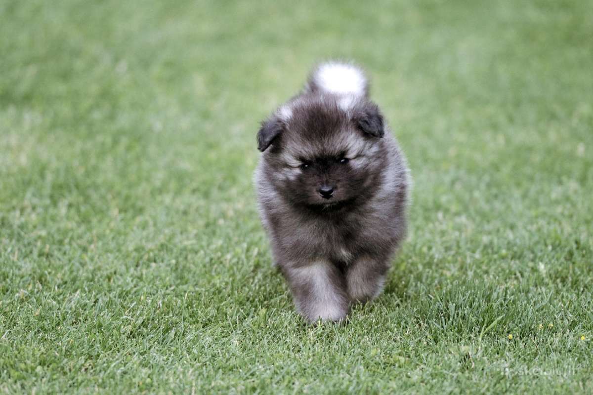 Volfšpicai (keeshond) gimė 08-03 - nuotraukos Nr. 17