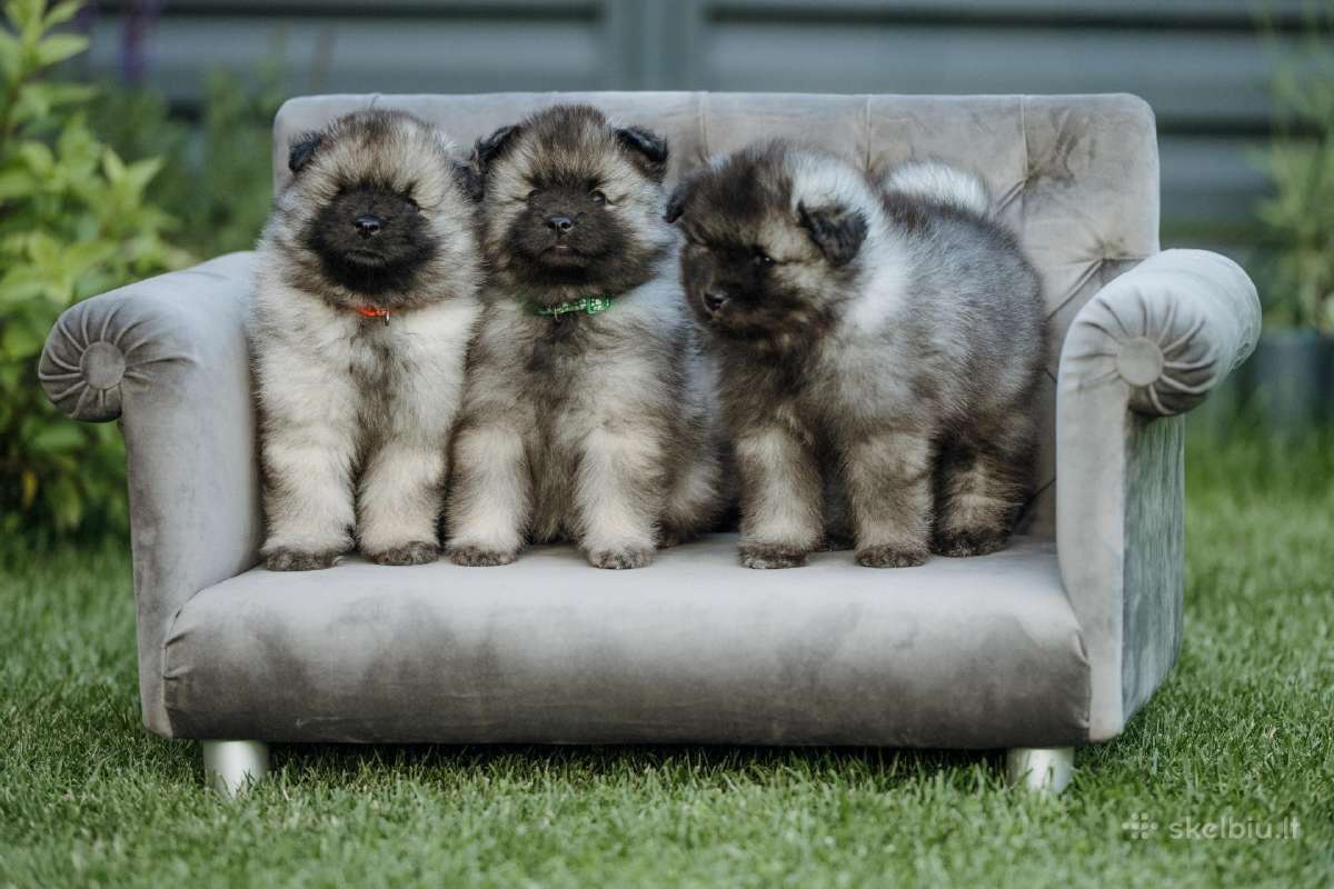 Volfšpicai (keeshond) gimė 08-03 - nuotraukos Nr. 15