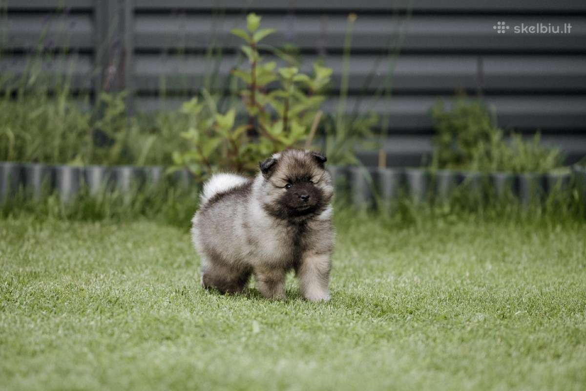 Volfšpicai (keeshond) gimė 08-03 - nuotraukos Nr. 18