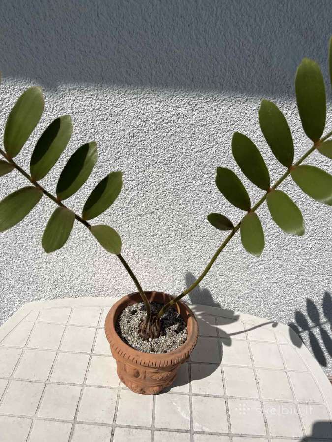 Parduodu kambarines geles - nuotraukos Nr. 26