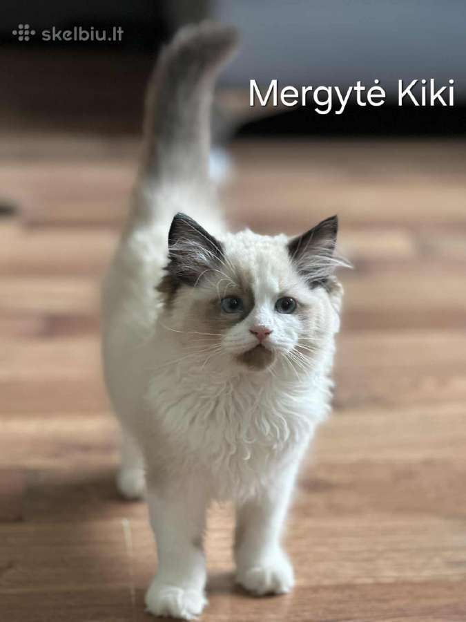 Kilmingi Ragdoll kačiukai