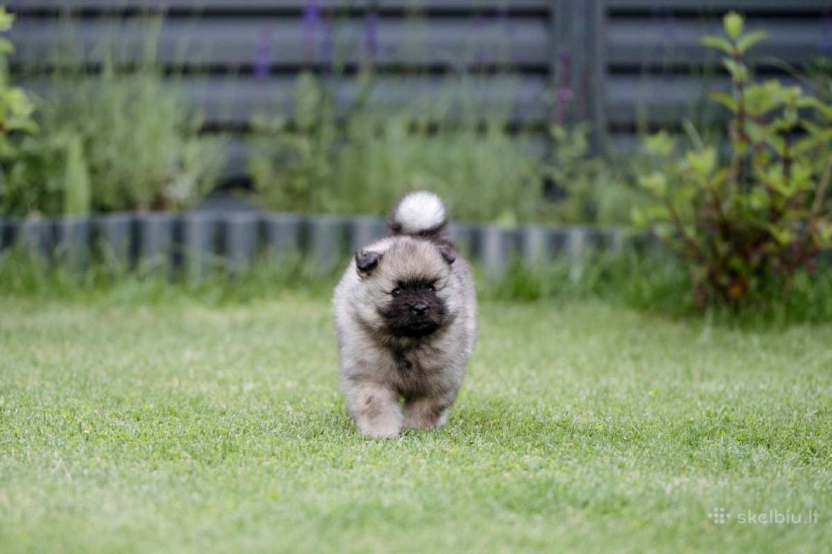Volfšpicai (keeshond) gimė 08-03 - nuotraukos Nr. 21