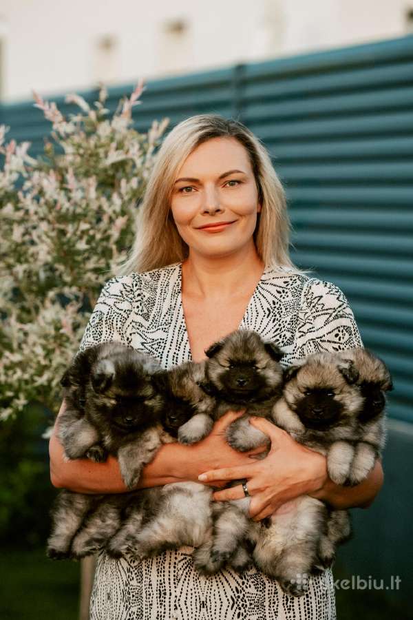 Volfšpicai (keeshond) gimė 08-03 - nuotraukos Nr. 20