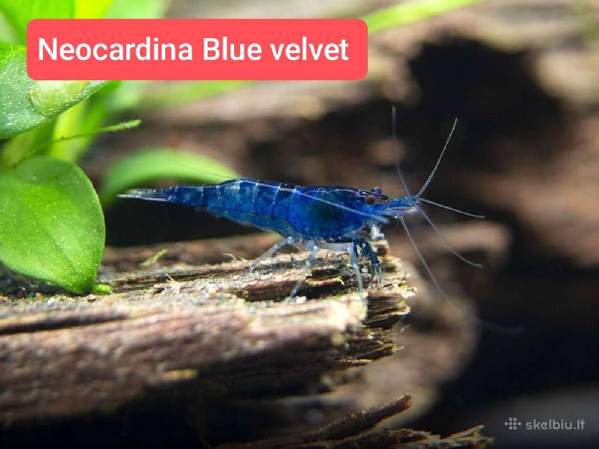 Įvairios akvariumo žuvytės, augalai, maistelis - nuotraukos Nr. 28