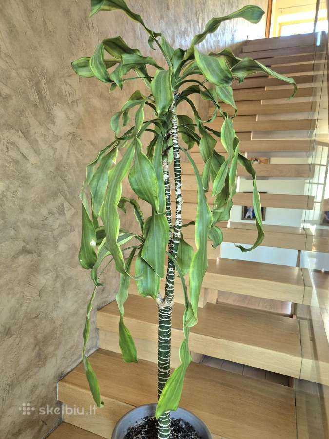 Kambarine gėlė- Dracaena.(120cm.aukštis) - nuotraukos Nr. 8