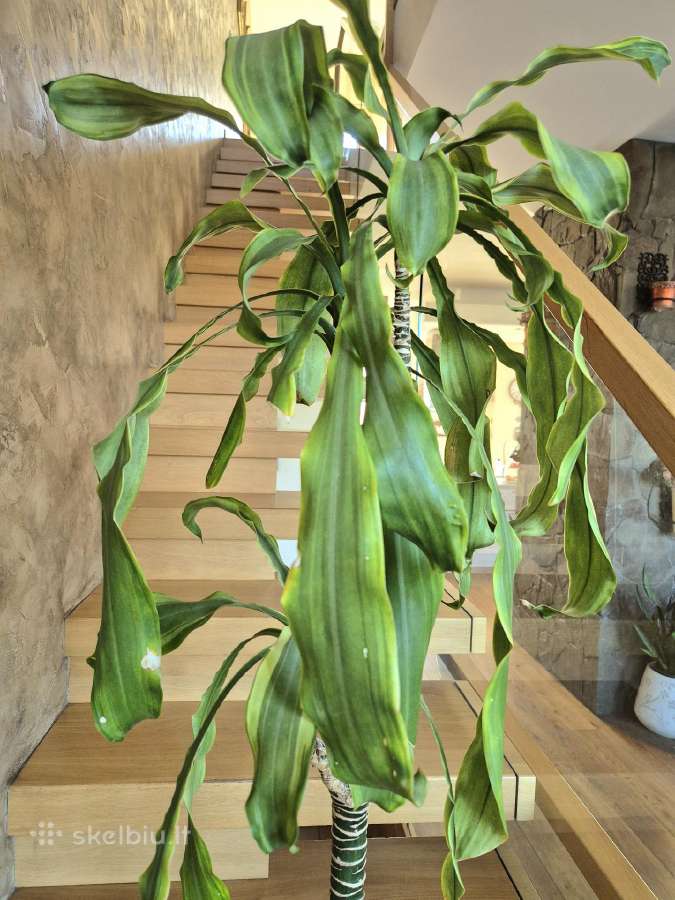 Kambarine gėlė- Dracaena.(120cm.aukštis) - nuotraukos Nr. 2