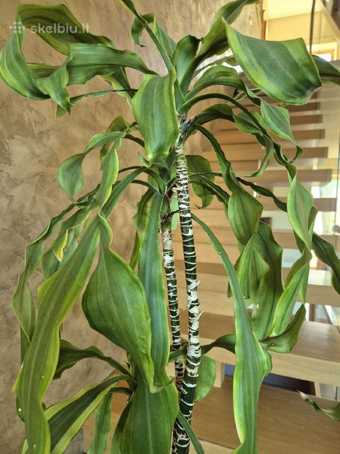 Kambarine gėlė- Dracaena.(120cm.aukštis) - nuotraukos Nr. 9