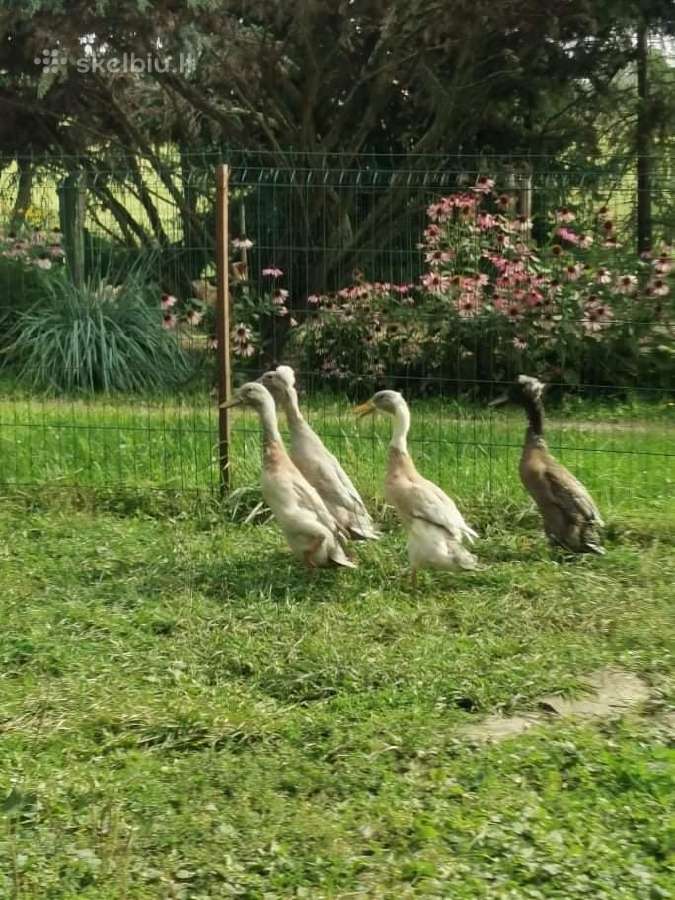Veislinių vištų kiaušiniai ir viščiukai - nuotraukos Nr. 30