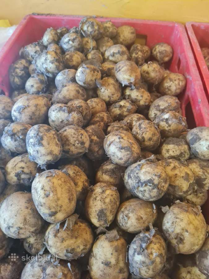 Šviežios bulvės - nuotraukos Nr. 6
