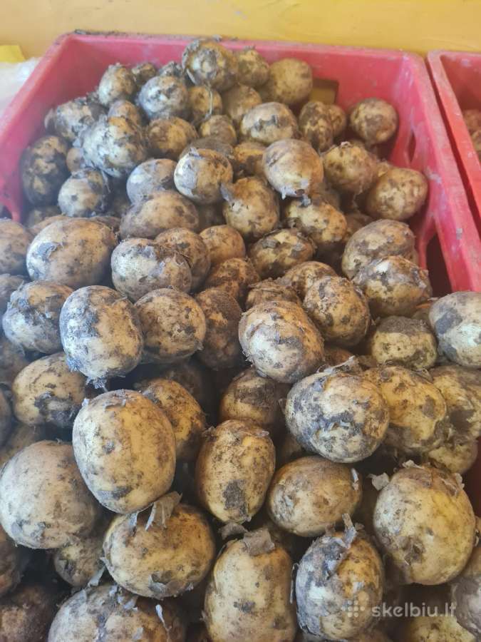 Bulvės didmena nuo 0,25 €/kg Pristatymas visoje - nuotraukos Nr. 10