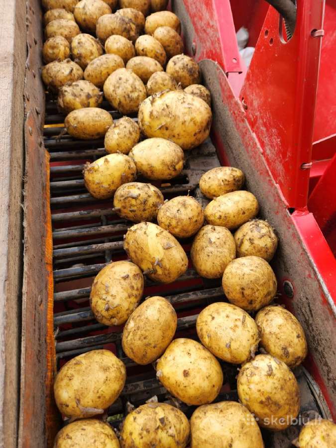 Bulvės didmena nuo 0,25 €/kg Pristatymas visoje - nuotraukos Nr. 7