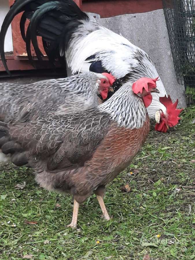 Kiaušiniai perinimui ,viščiukai - nuotraukos Nr. 11