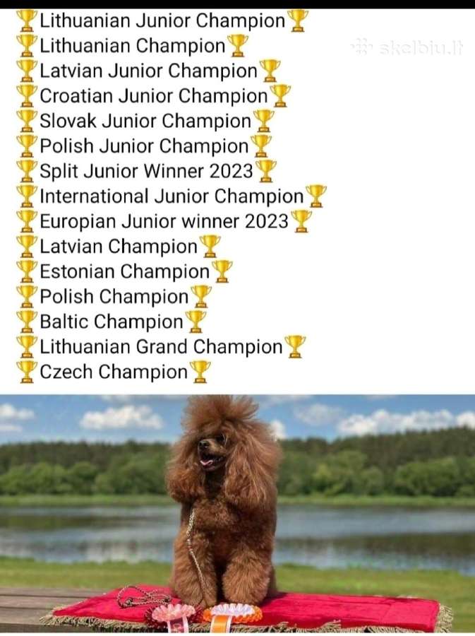 Toy/nykštukiniai pudeliai - nuotraukos Nr. 11