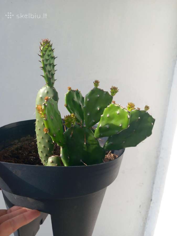 Kaktusai po 3 eur.