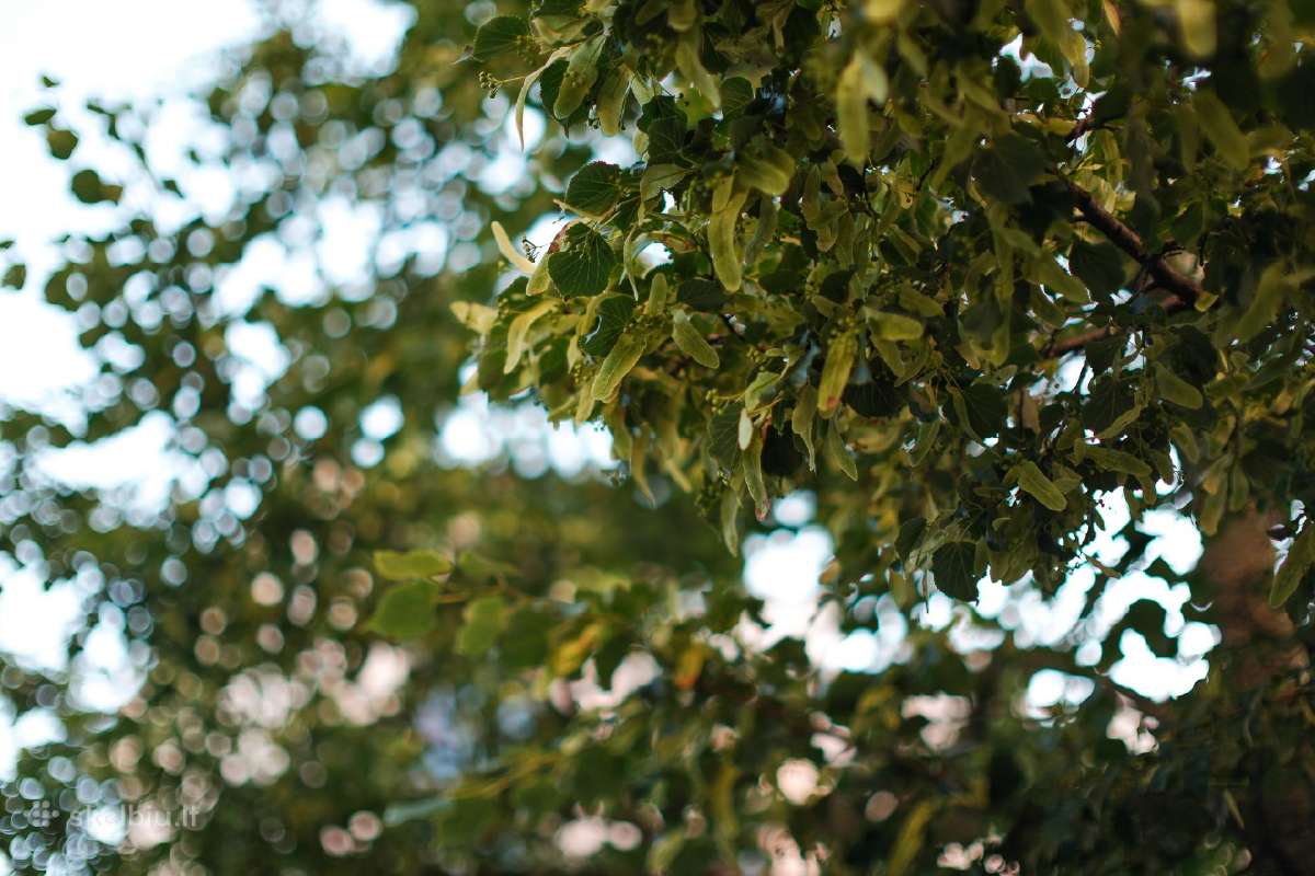 7artisans 35mm F0.95 Fuji X - nuotraukos Nr. 10