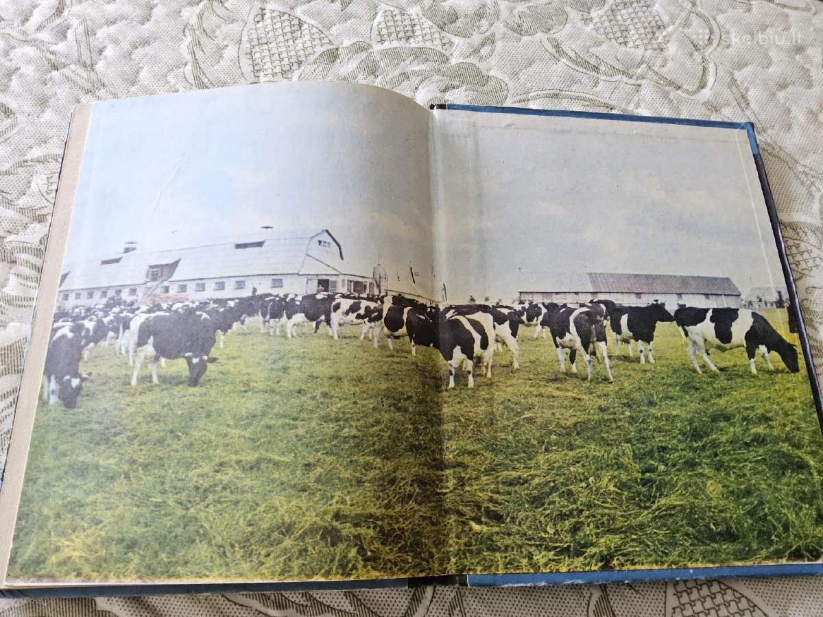 S.molis, B.rimkevičienė "Gamtos pažinimas" 3 kl. - nuotraukos Nr. 10