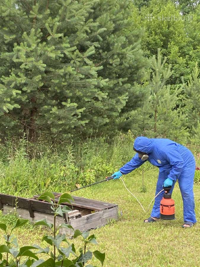 Skruzdelių, širšių, vorų ir kitų vabzdžių naikinim - nuotraukos Nr. 4