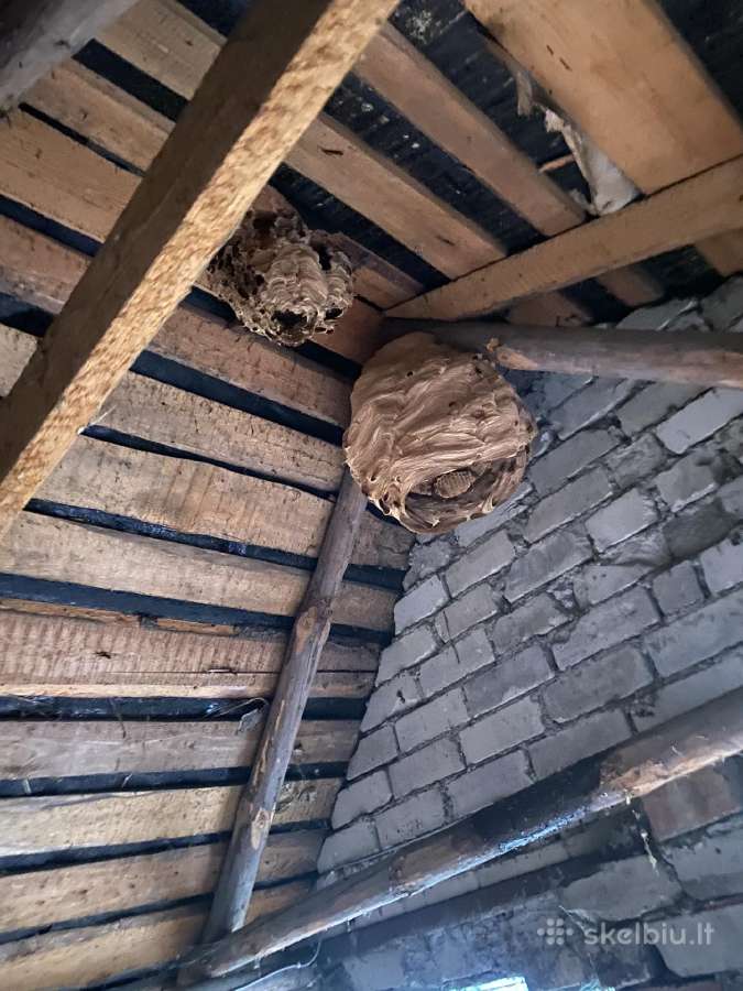 Skruzdelių, širšių, vorų ir kitų vabzdžių naikinim - nuotraukos Nr. 5