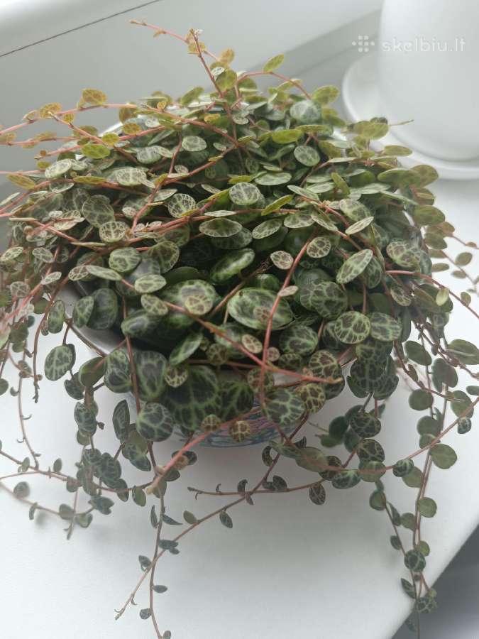 Peperomia
