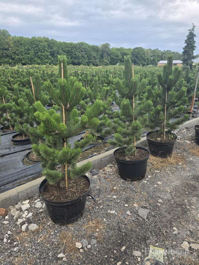 Pušis juodoji (Pinus nigra) 'Oregon Green' - nuotraukos Nr. 2