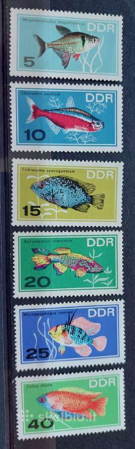 Vokietija(ddr)1966 akv.žuvis, švarus, Michel Nr12