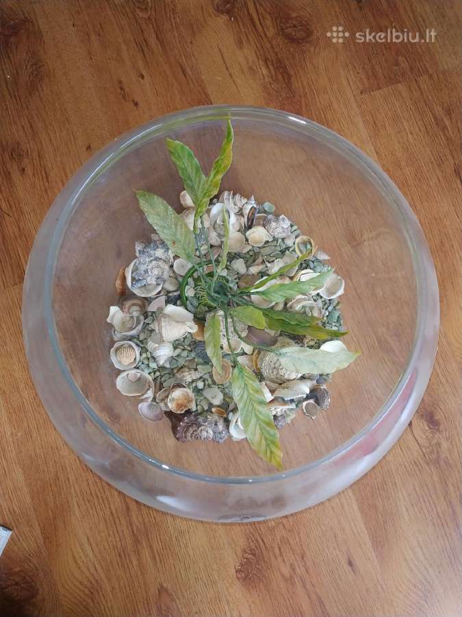 Akvariumas terariumas - nuotraukos Nr. 2