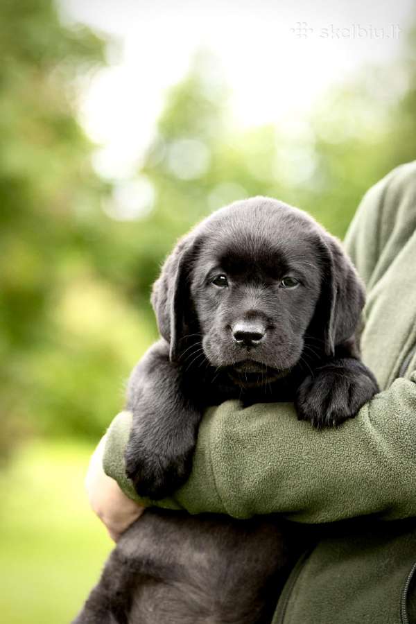 Lygiaplaukiai ir Labradoro retriveriai- Gojus - nuotraukos Nr. 31