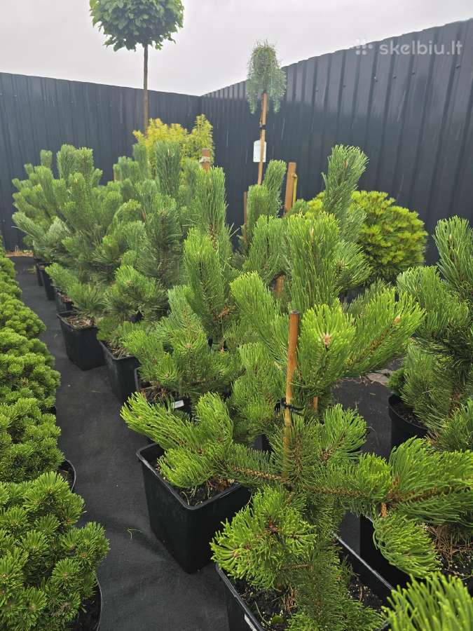 Pušis juodoji (Pinus nigra) 'Oregon Green' - nuotraukos Nr. 6