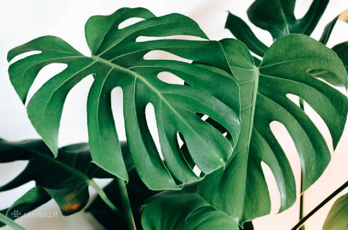 Nebrangiai parduodamos hortenzijos ir monstera - nuotraukos Nr. 2