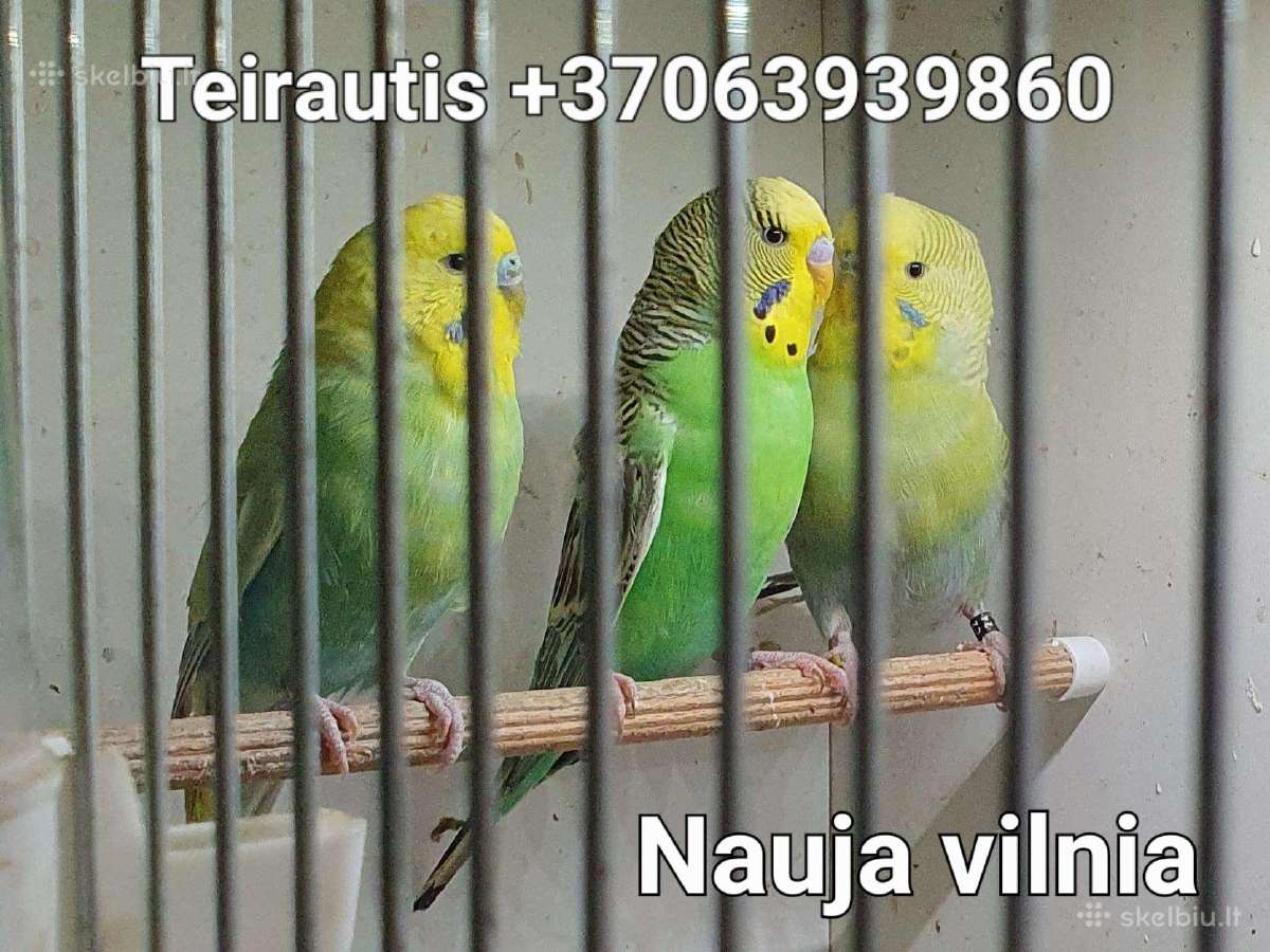 Banguotos papūgėlės 2mėn-7mėn