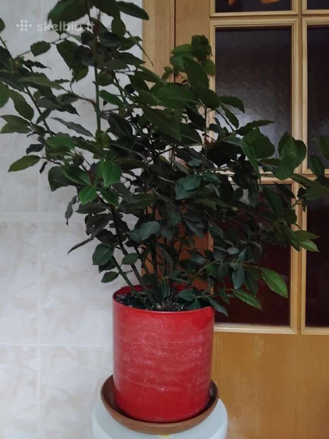 Lauro lapas