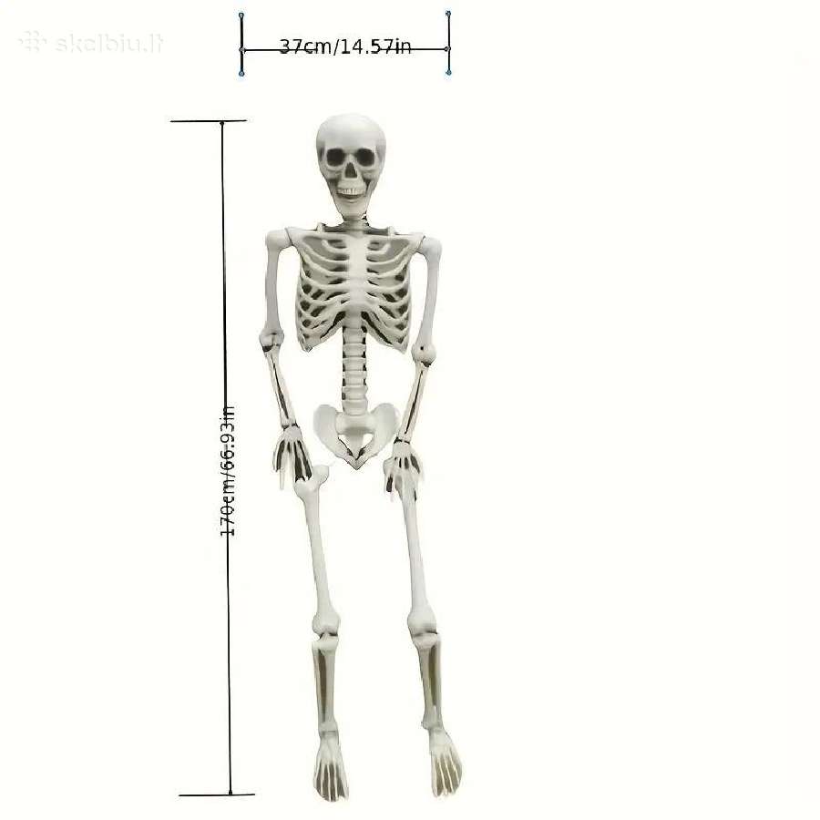 Pvc Realistiški Skeletai, lankstūs sąnariai - nuotraukos Nr. 2