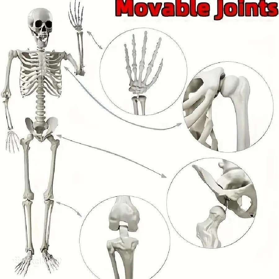 Pvc Realistiški Skeletai, lankstūs sąnariai - nuotraukos Nr. 9
