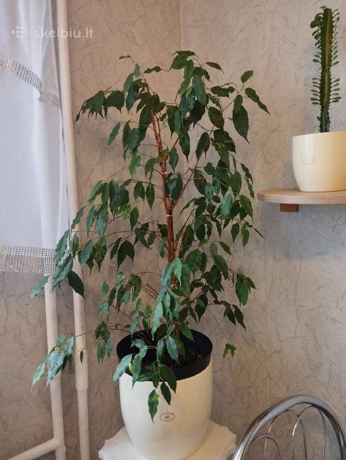 Gėlė fikusas