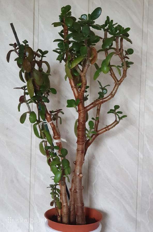 Storalapis - nuotraukos Nr. 7