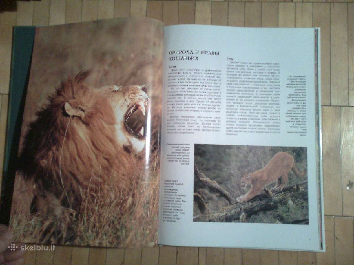 Ispudingas albumas "Bolsyje Koski" 1995m. - nuotraukos Nr. 6