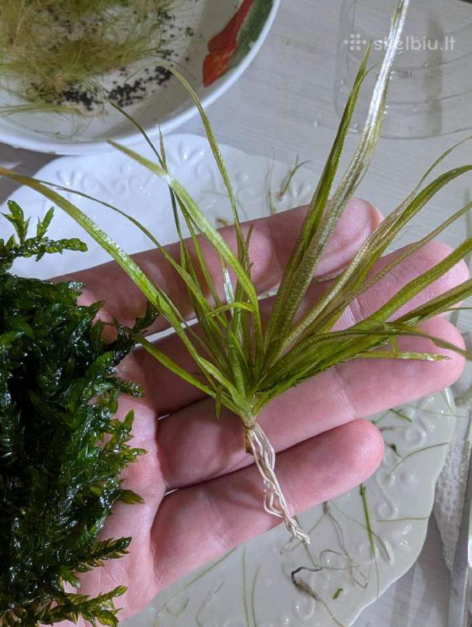 Akvariumo augalai