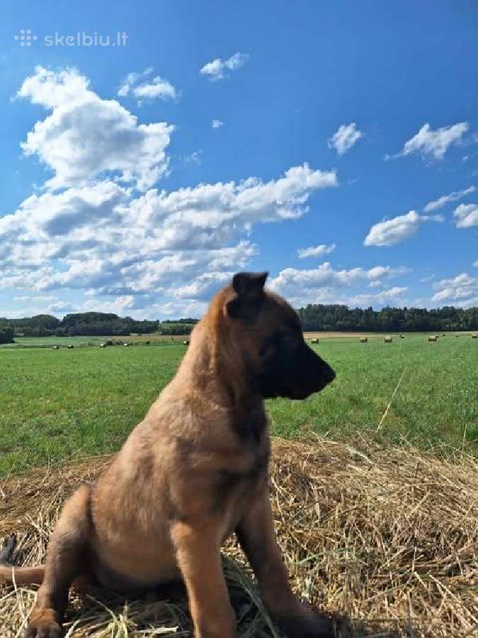 " Parduoda belgų aviganių (malinua) su - nuotraukos Nr. 10