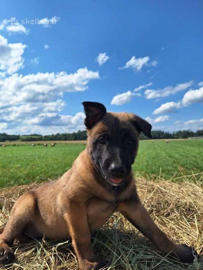 " Parduoda belgų aviganių (malinua) su - nuotraukos Nr. 11
