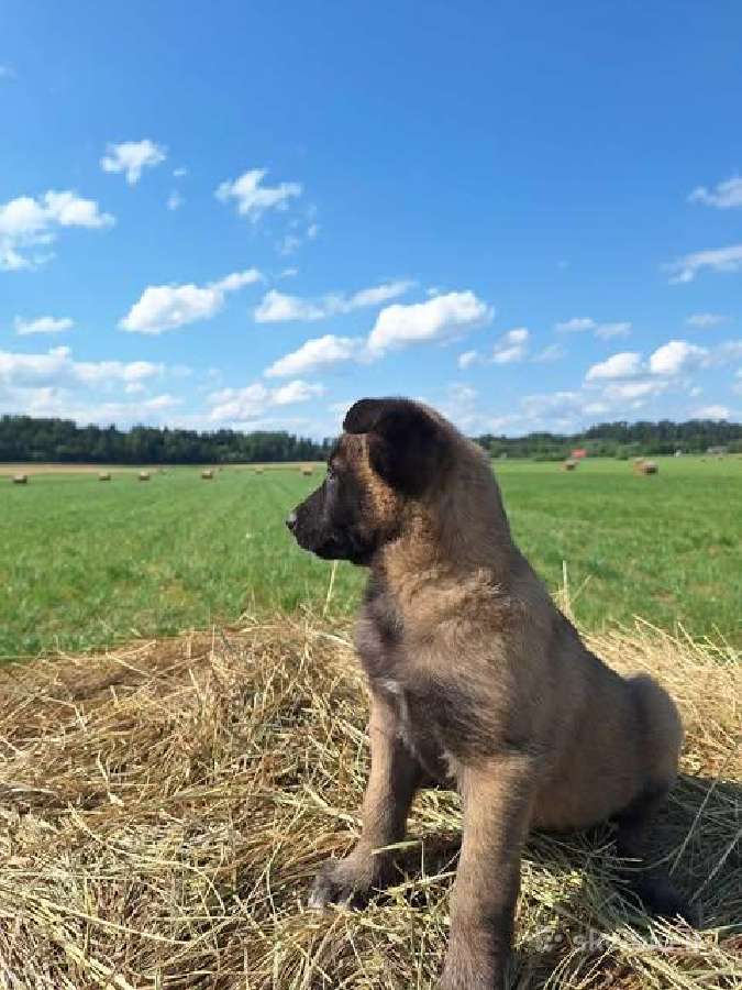 " Parduoda belgų aviganių (malinua) su - nuotraukos Nr. 13