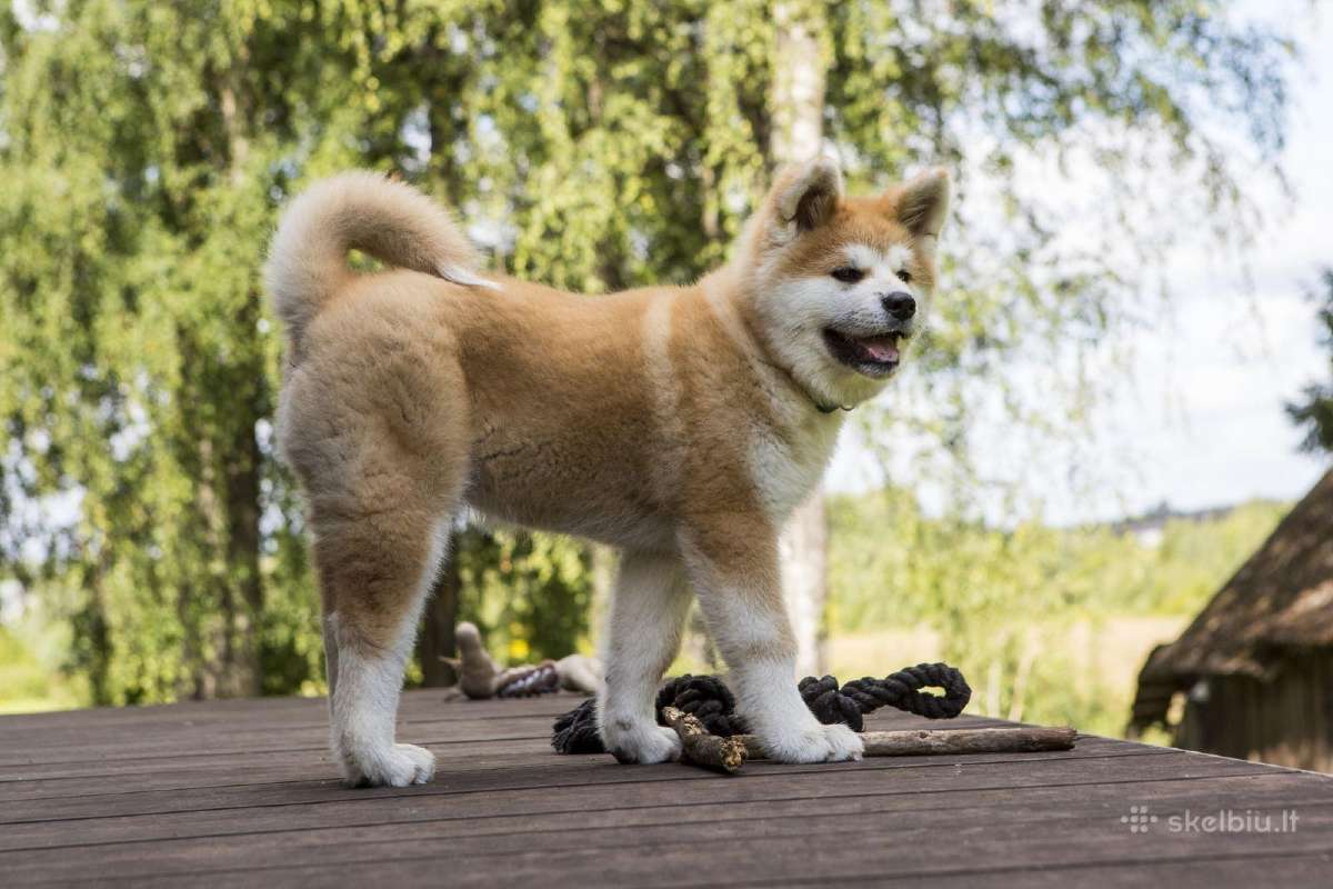 Lt Jch Japonu akita patinas kergimui - nuotraukos Nr. 4