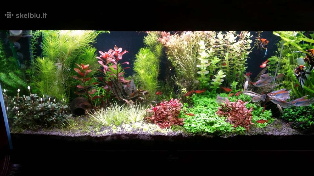 Parduodu akvariuma Diversa Solid 120cm/240l