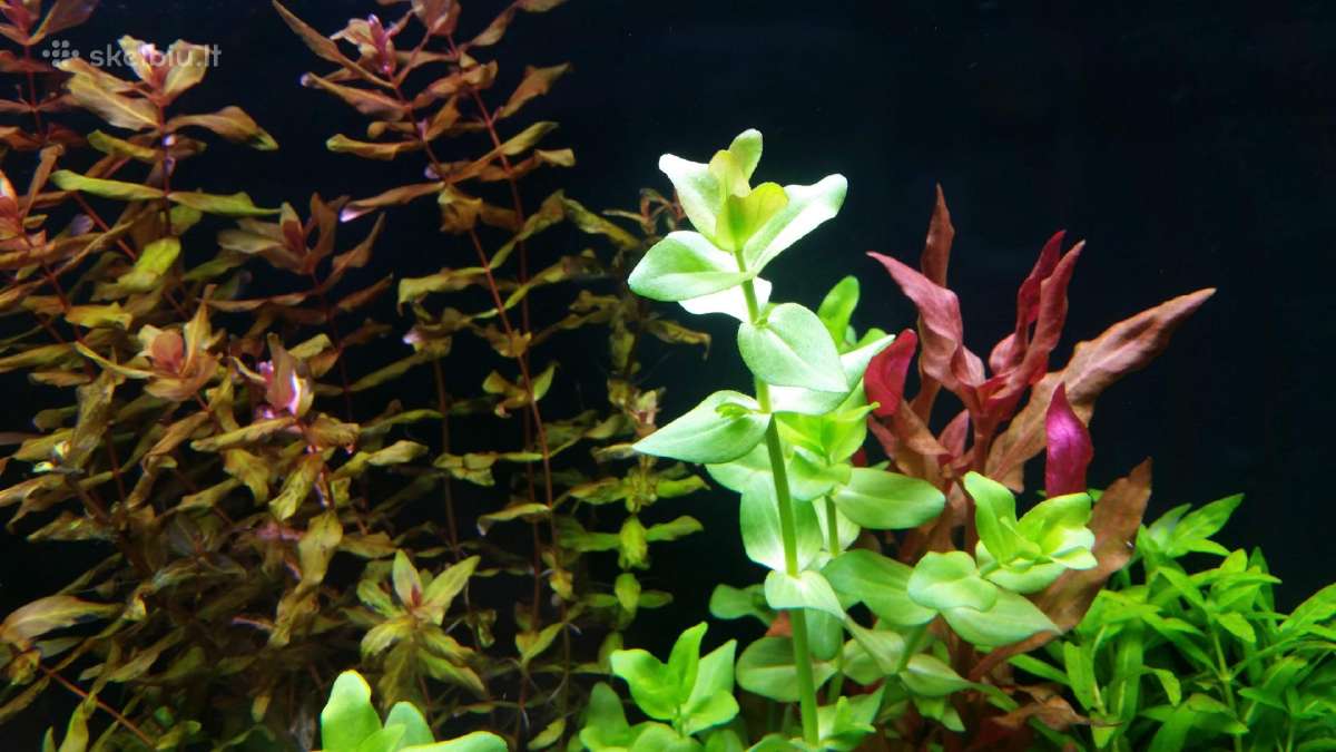 Parduodu akvariuma Diversa Solid 120cm/240l - nuotraukos Nr. 8