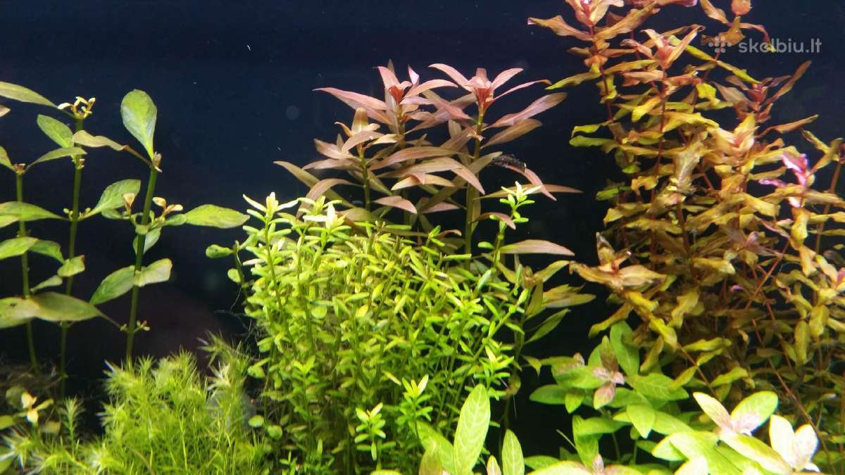 Parduodu akvariuma Diversa Solid 120cm/240l - nuotraukos Nr. 9