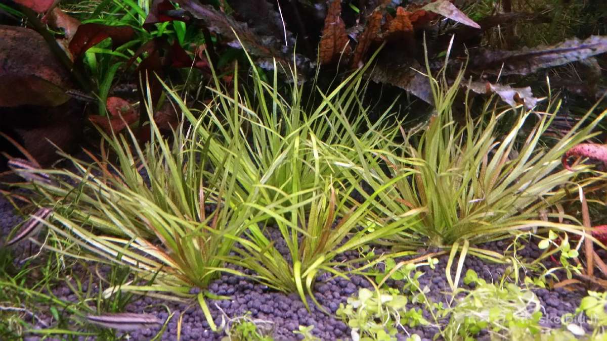 Parduodu akvariuma Diversa Solid 120cm/240l - nuotraukos Nr. 10
