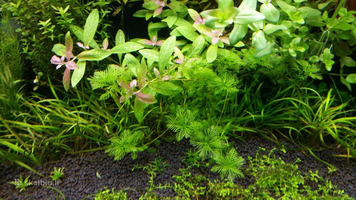 Parduodu akvariuma Diversa Solid 120cm/240l - nuotraukos Nr. 11