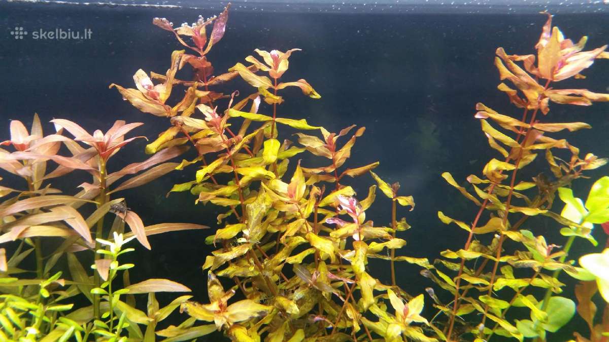 Parduodu akvariuma Diversa Solid 120cm/240l - nuotraukos Nr. 12
