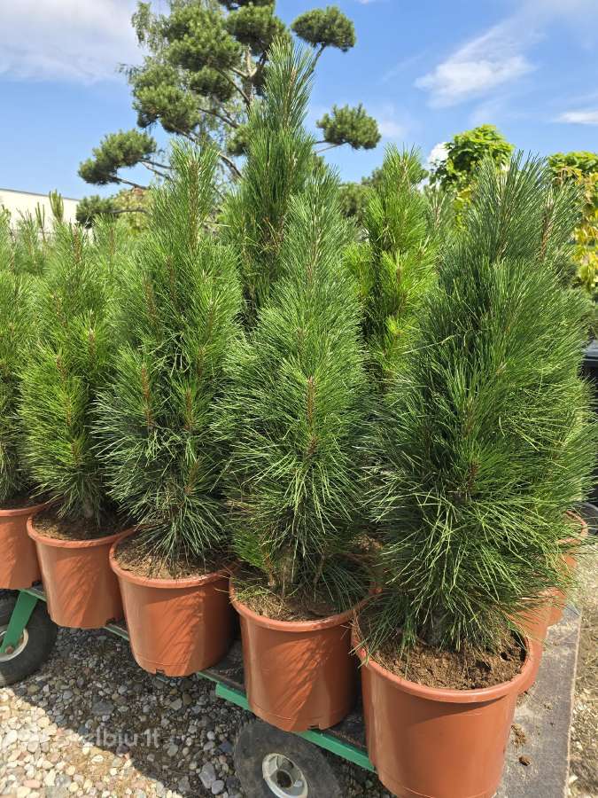 Pušis juodoji Green Tower (Pinus nigra)
