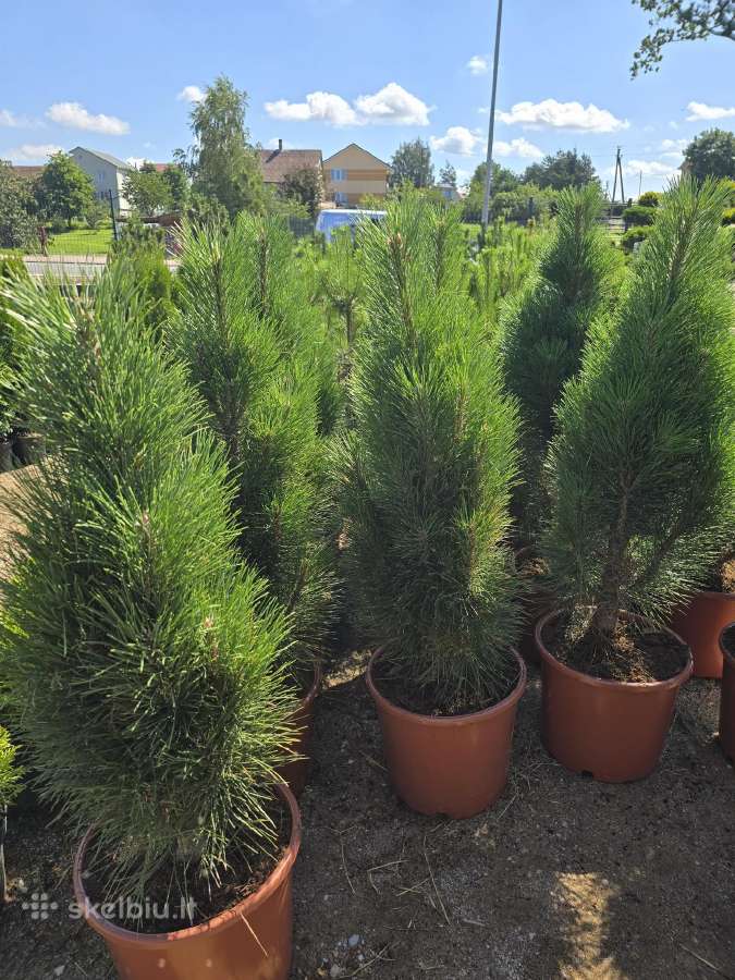 Pušis juodoji Green Tower (Pinus nigra) - nuotraukos Nr. 2